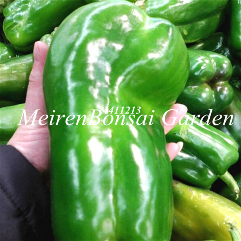 

Chile Pepper plants 100 Pcs seeds Chili Organic Vegetable bonsai Finger Capsicum Annuum Garden Balcony Vegetables Non-GMO Bonsai Budding Rate 95% Aerobic Potted