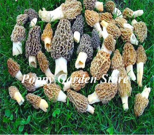 

50Pcs seeds Delicious Mushroom Bonsai Organic Green Food Funny Succulents Plant Edible Healthy Vegetable Happy Farm Planting Decorative Landscaping
