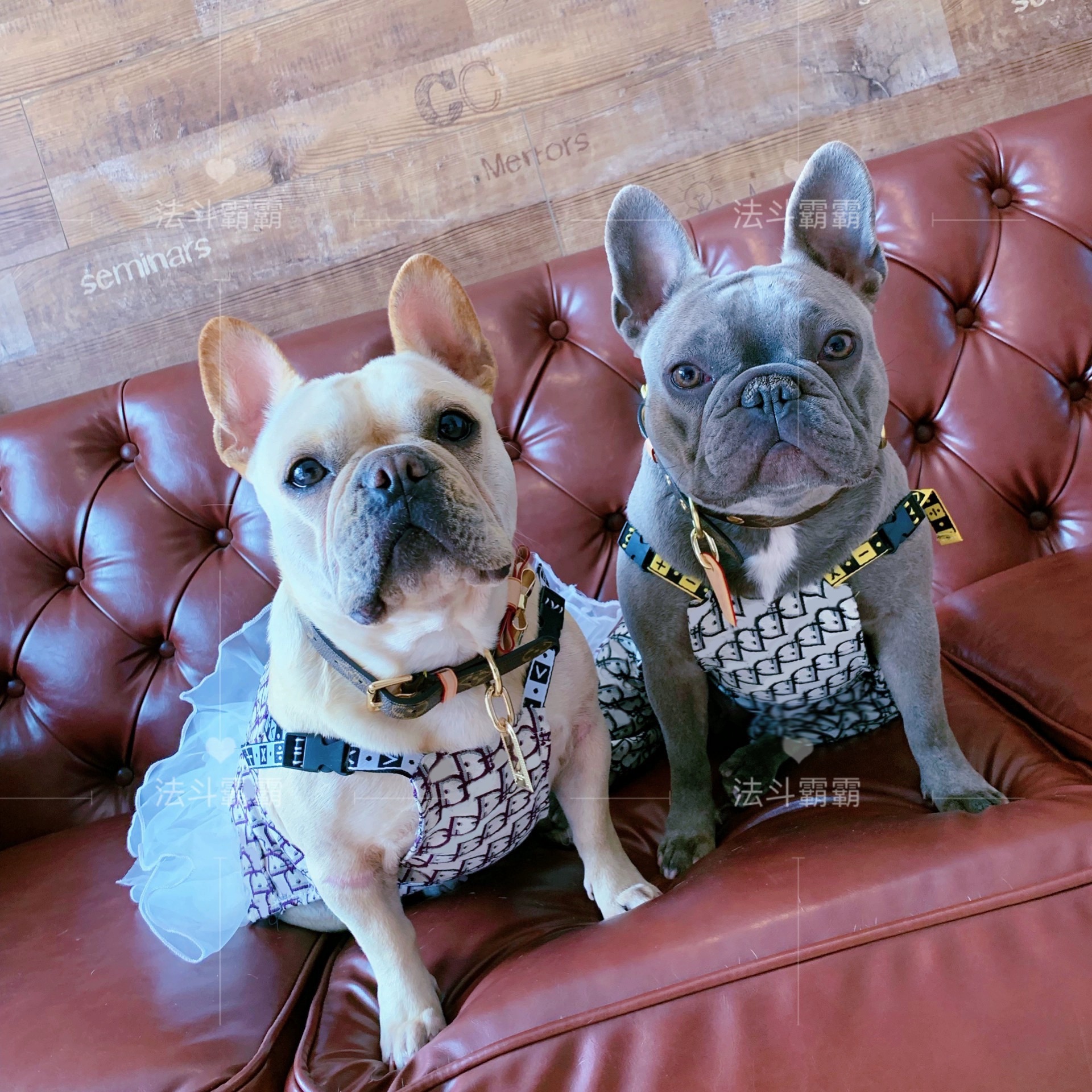 

2021 fashion Dog Apparel Designer Small Medium Letter Print Clothes for French Bulldog Winter Coat Pug Puppy Sweater A03 201225, Suspender trousers