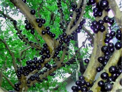 

100pcs Grape Tree seeds Ornamental Plant Plinia Cauliflora Fruit Novel Bonsai Plant Family Jabuticaba Brazilian Myrtaceae The Germination Rate 95% Aerobic Potted