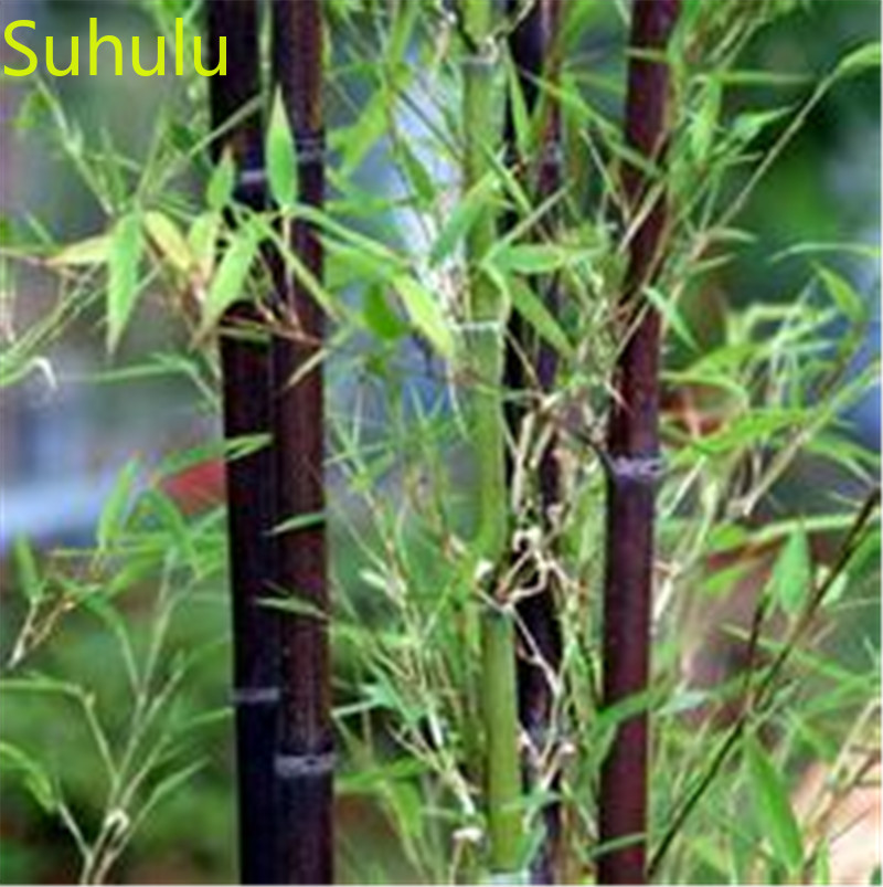 

50pcs bamboo Seeds Garden Flower Variety complete Flower Bonsai Plant High Quality Beautifying And Air Purification