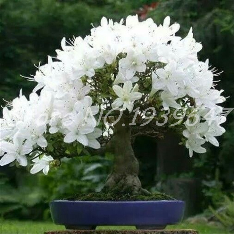 

10 pcs seeds Japanese Sakura Plants Oriental Beautiful Cherry Blossom Plants Bonsai Charming Color Plants Home & Garden Fast Growing Planting Season Purify The Air