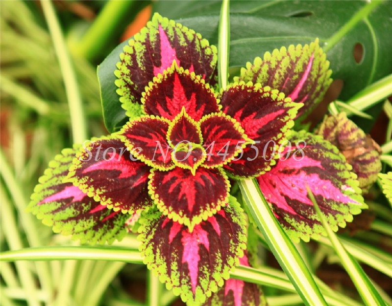 

200 pcs seeds Colorful Aglaonema 'Pink Dud' Beautiful Outdoor Mosaic Plants Rare Potted Plant Flower,Purifying Air Flower Fast Growing Planting Season Aerobic Potted