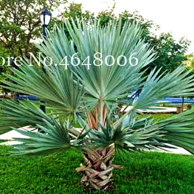 

20 Pcs seeds Chinese Fan Palm Bonsai,Ornamental Plant Livistona Chinensis,Tall Evergreen Tree Fountain Tree Bonsai Decorative Landscaping Radiation Protection
