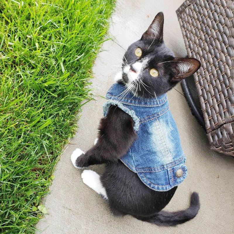 

Denim Cat Cothes for Cats Fashion Cat Coat Jacket Warm Outfits ovey Pet Cat Cothing Casua Jeans Outfits For Dogs Costume