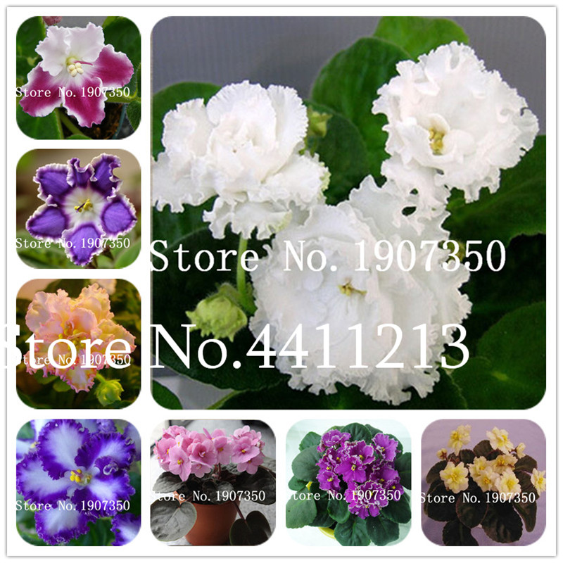 

100 pcs seeds plants exotic african violet plants colors Flower bonsai Saintpaulia Ionantha Garden bonsai Plant pot Perennial Herb Planting Season Purify The Air