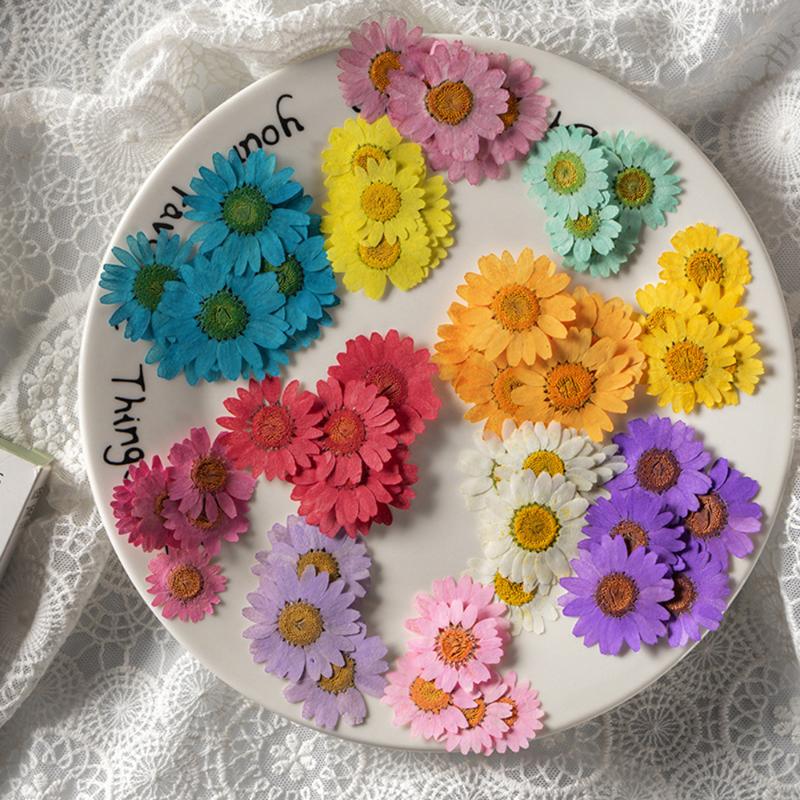 

Decorative Flowers & Wreaths Natural Dried Daisy Flower, Vacuum Packaging, Pressed Flower For House Decoration, Jewelry Making, Phone Case D