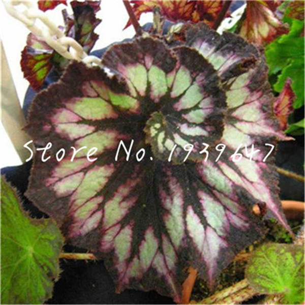 

100 Pcs seeds Unique Begonia Courtyard Balcony Coleus Potted Flower Bonsai, Variety Complete, The Budding Rate 95% Natural Growth Variety of Colors Aerobic Potted