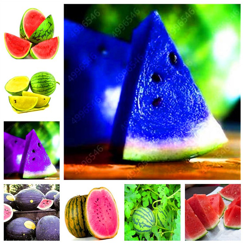 

20 Pcs seeds Watermelon Bonsai, Yellow Blue White Red Flesh Fruit Plant Organic Russian Heirloom Fruit & Vegetable Bonsai For Garden Natural Growth Variety of Colors