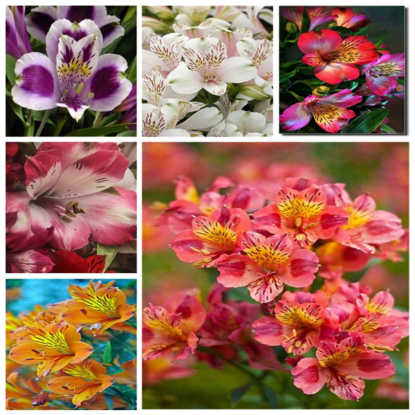 

100pcs Alstroemeria Flower Seeds for Patio Lawn Garden All for a summer residence Supplies Bonsai Plants Natural Growth Variety of Colors Ab