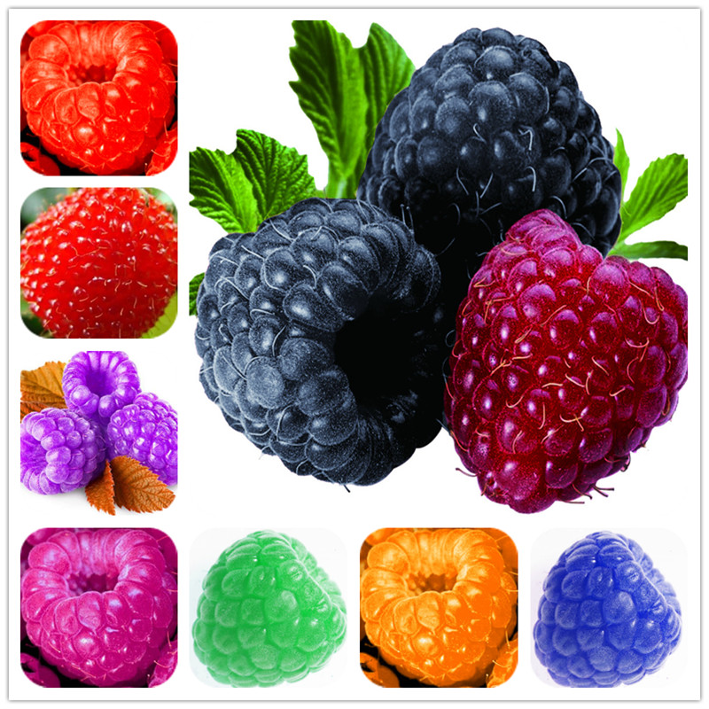 

300pcs Giant Red Raspberry bonsai seeds , Garden Fruit Plant, Succulent And Delicious Organic Non-GMO Planting Season Decorative Landscaping