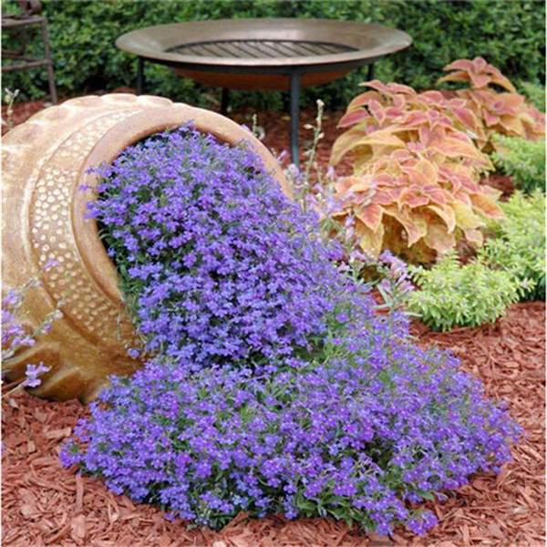 

500pcs Aubrieta ROCK CRESS Climbing plant Creeping Thyme Perennial Ground cover Fresh Seeds for Patio Lawn Garden Supplies Bonsai Plants Decorative Landscaping
