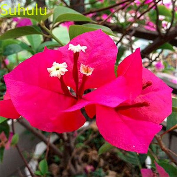 

100pcs Bougainvillea Seeds Garden Indoor Flowers Balcony & Courtyard Bonsai Plant High Quality Beautifying And Air Purification