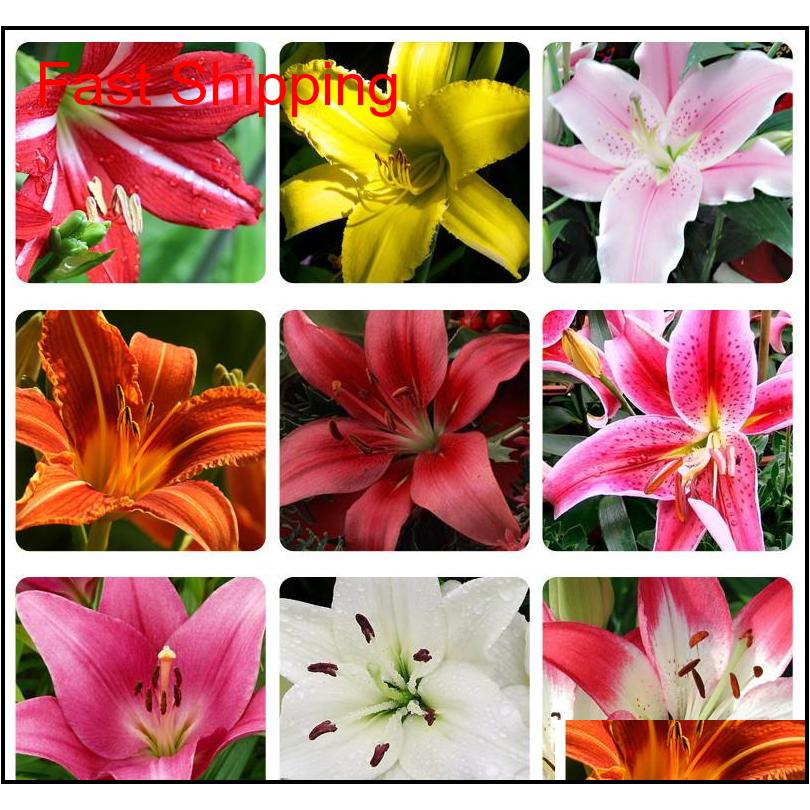 

Other Supplies Patio Lawn Home Drop Delivery 2021 Per Seeds Mixing Different Varieties 100 Pcs Lily Garland Lilium Brownii Flower Indoor Bons