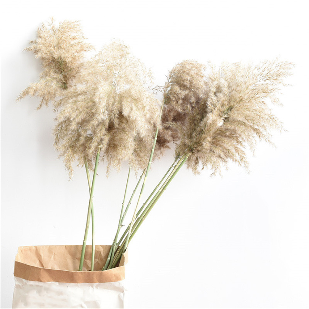 

15 Pcs Wedding Decoration Pampas Grass arge Size Dried Pants Natura Fowers Bouquet Fowers Coffee Shop Home Decor, 15 pcs raw color