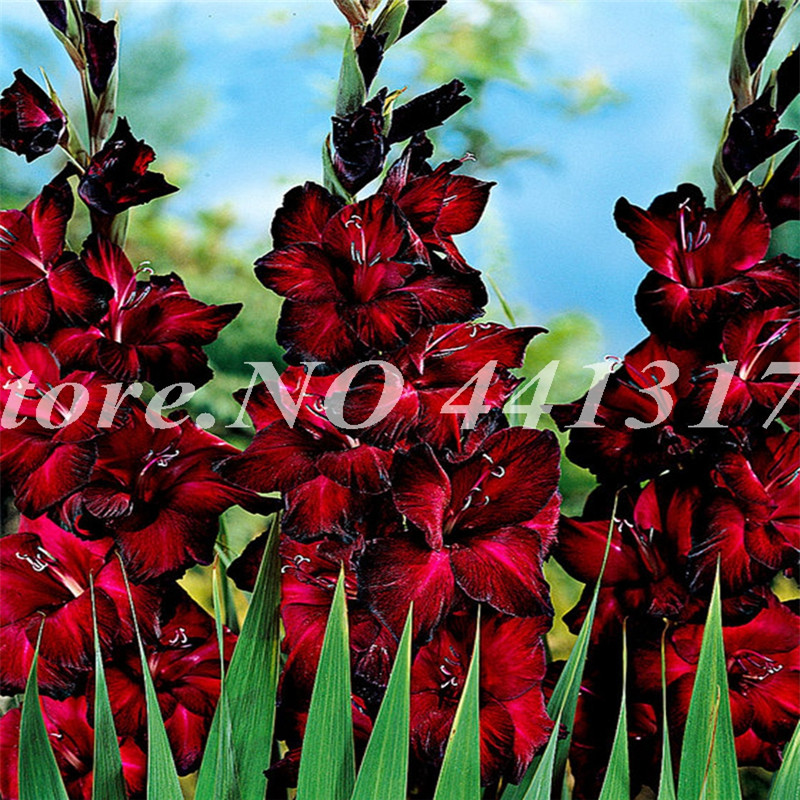 

100 PCS seeds Rare Striped Gladiolus Sword Lily Garden Plant Flowers Orchid Gladiolus Bonsai Plant Gandavensis High Survival Rate Natural Growth Variety of Colors