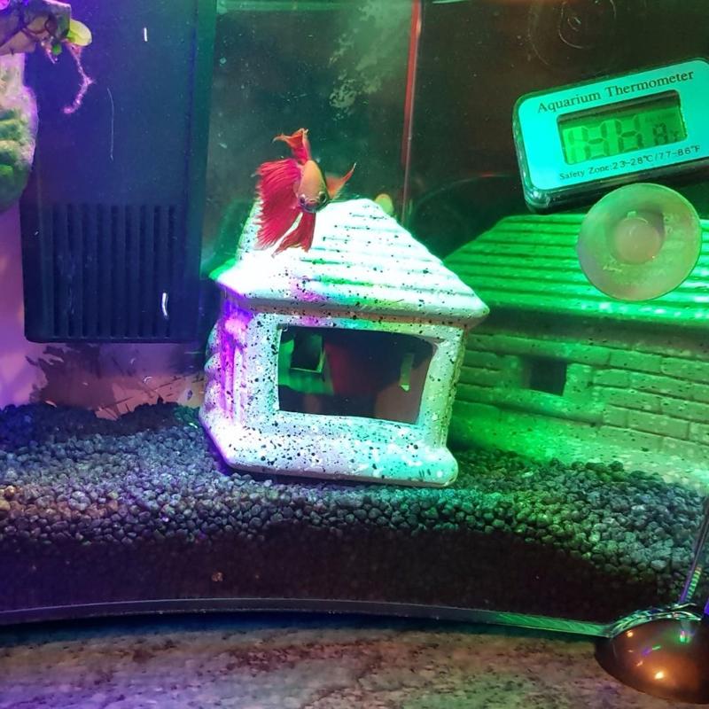 

Decorations Aquarium Mountain View Decorative Rockery Hiding Cave Landscape Orna
