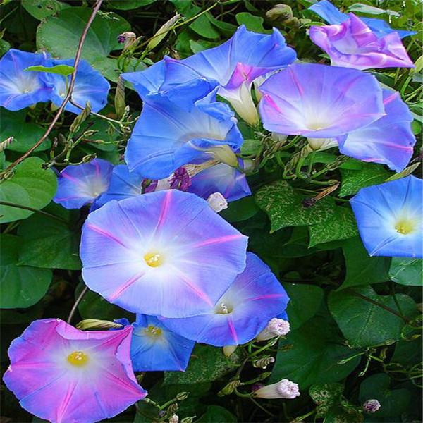 

Garden Decorations 100pcs Morning Glory Flower Seeds Bonsai Rare Plant for Home Courtyard Planting Aerobic Potted Natural Growth