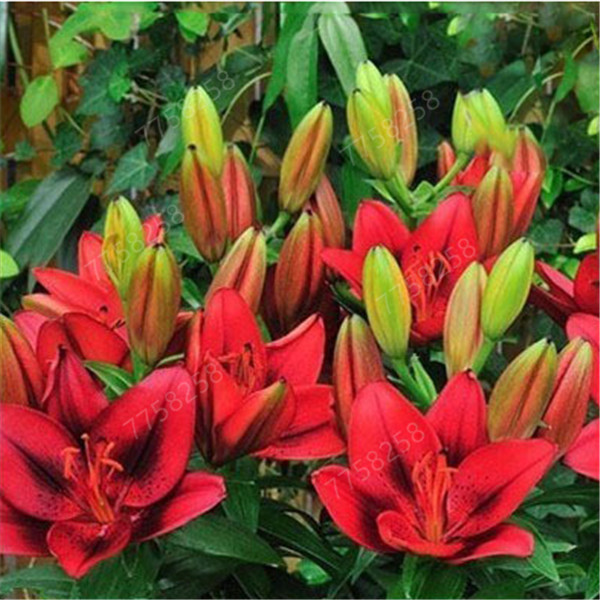 

100 Pcs seeds Double flap heart lily flower Rare perfume perennial indoor flowering for home garden Fast Growing Planting Season Purify The Air Absorb Harmful Gases