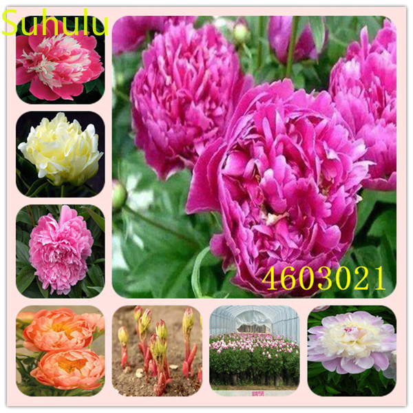 

10pcs Peony Seeds Garden Flower Variety complete Flower Bonsai Plant High Quality Beautifying And Air Purification