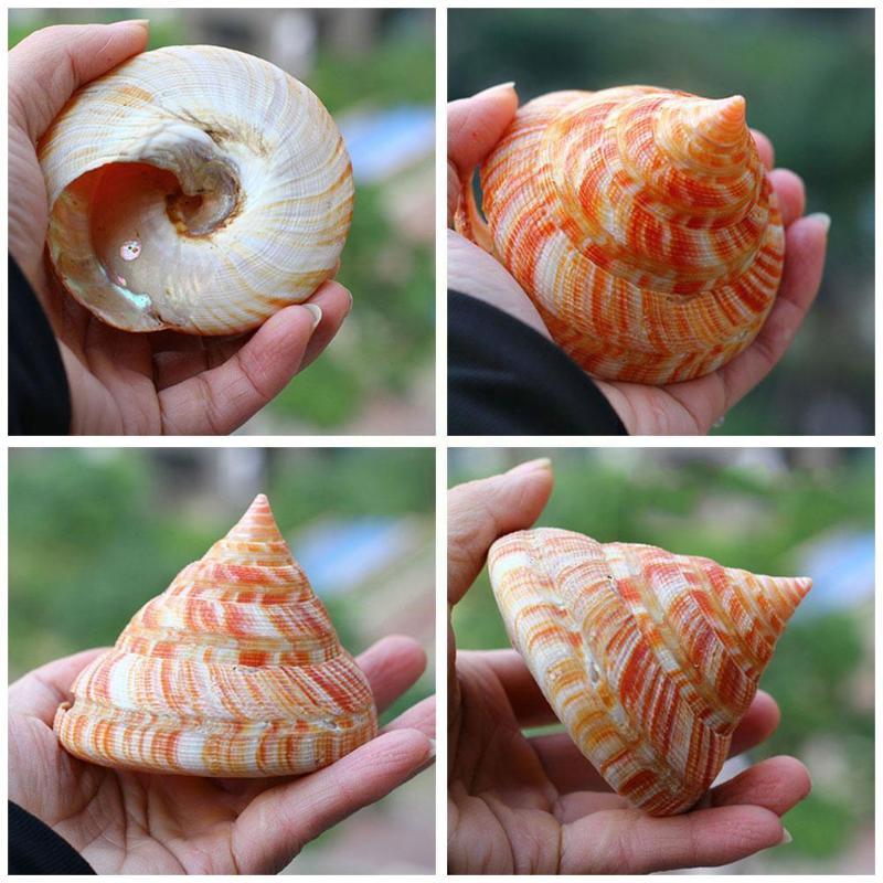 

Decorations 1 Pcs Tower Sea Snail Natural Conch Fish Crab Beach Specimens Hermit Decor Decoration Gifts Craft Land V2i2