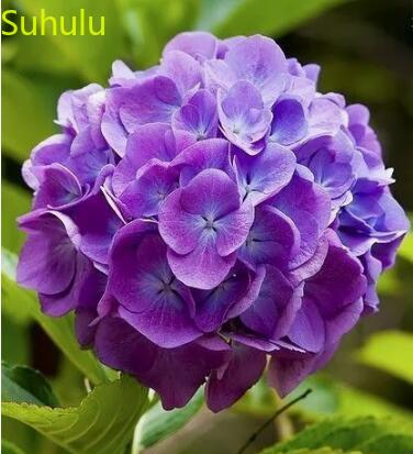 

20pcs Hydrangea Flower Seeds / Pack New Arrive Flower Bonsai Plant Fragrant and Pretty for Courtyard ,Patio, Lawn & Garden