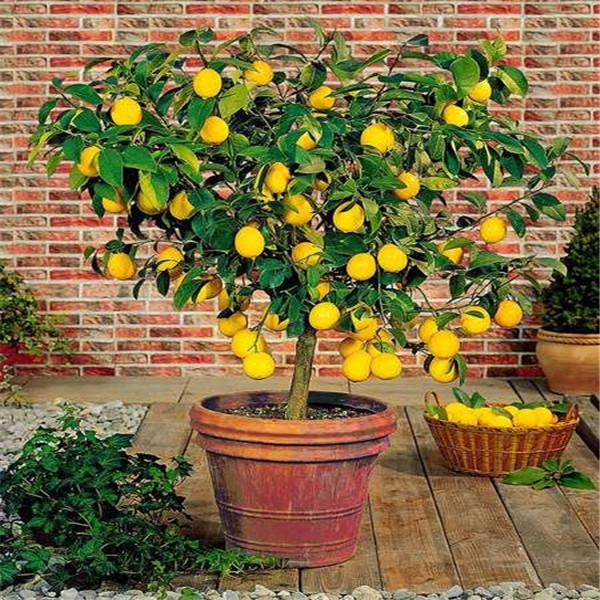 

Garden Decorations 20pcs Lemon Flower Seeds Bonsai Rare Plant for Home Courtyard Planting Decorations for Wedding Party or Birthday Gift