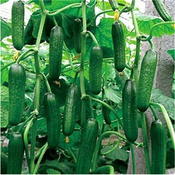 

50pcs Cucumber Flower Seeds Bonsai Rare Plants for The Garden The Germination Rate 95% Delicious Non-GMO Organic Tasty Purify The Air Absorb Harmful Gases Fragrant