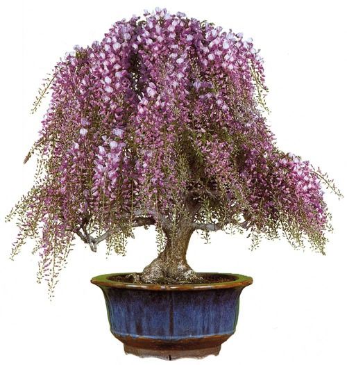 

10pcs Wisteria Tree Flower Seeds Bonsai Variety of Colors Rare Plants for The Garden All for a summer residence Variety of Colors Beautifying And Air Purification