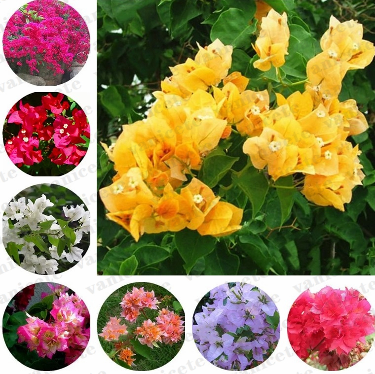 

Bougainvillea Seeds Garden Supplies Perennial Flower Colorful Bougainvilleas Spectabilis Willd Seeds Gardens Bonsai Pot Plants ZC167