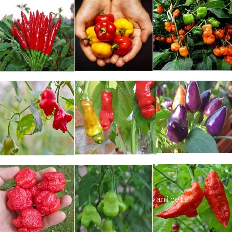 

Garden Supplies Pepper seeds Colorful pepper seedsYellow Purple Red Green Blue White Mix Sweet Bell Ghost pepper seed vegetables Paprika 9304