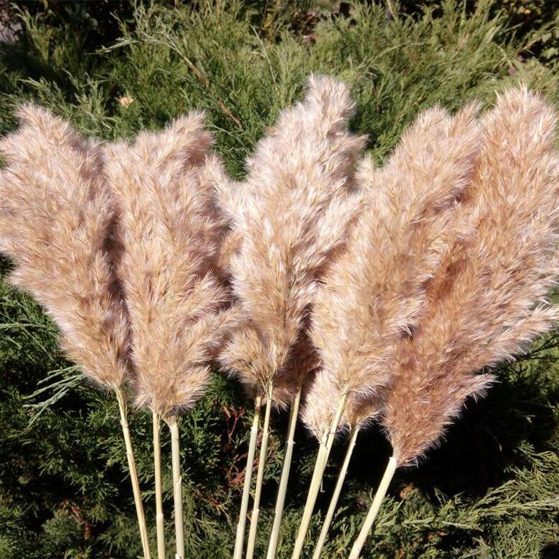 

Stems Natural Dried Pampas Grass Flower Tall Large Fluffy for Home Office Wedding Events Decoration Raw Color Plume Flower Bunch Small Real Reed Plant Ornaments, As pics show