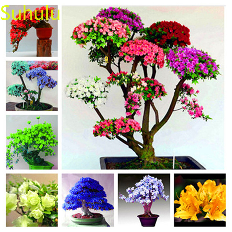 

New Arrival 100pcs Azalea Seeds Perennial Evergreen Flower , Houseplant Home Garden Potted Indoor Balcony & Courtyard Potted Plant Soccer fi