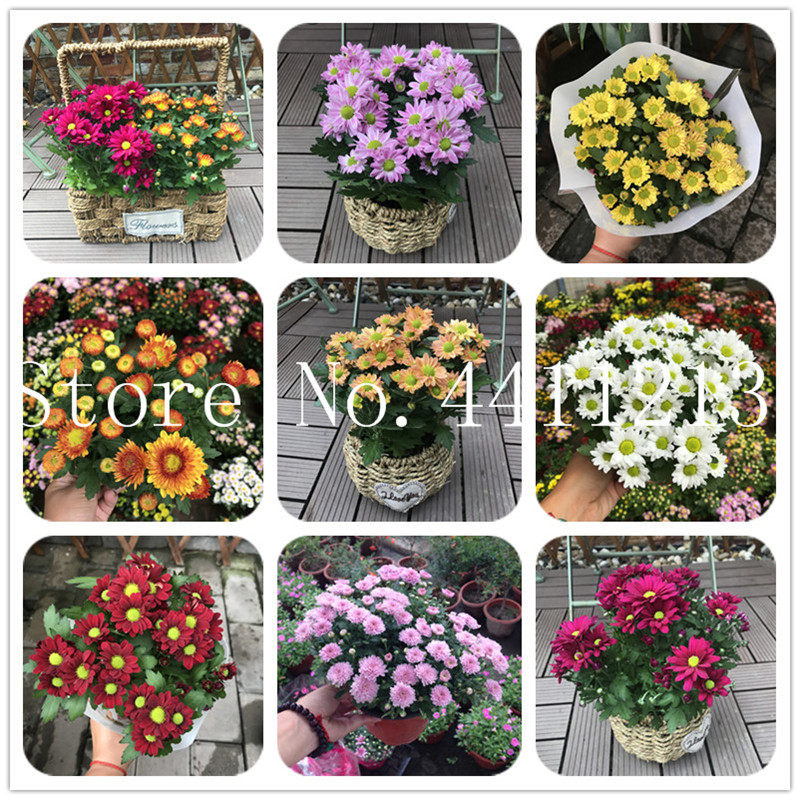 

100 pcs seeds Rare Japan Echinacea Purpurea daisy Bonsai home garden plants easy to grow bonsai flower Ornamental Plants Fast Growing Planting Season Purify The Air