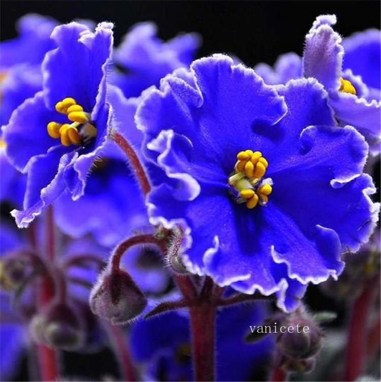 

Big Promotion! 100 Pcs/Bag African Violet Flower Seeds Rare Garden Bonsai Perennial Flower Seed Variety Complete Mixed Violet seed9299