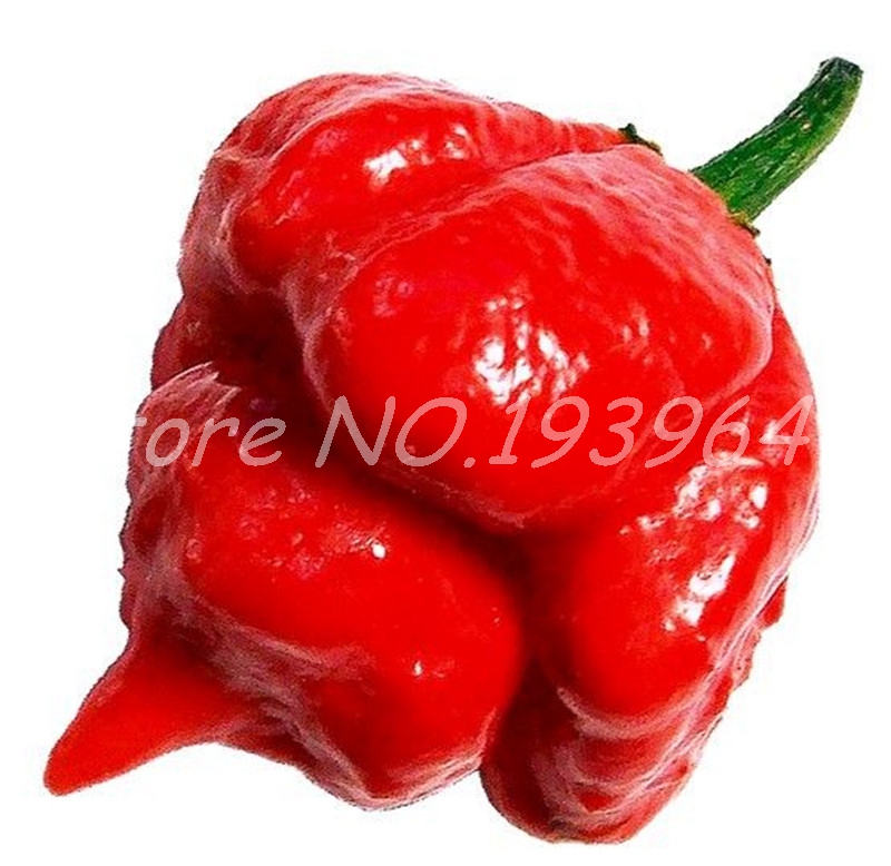 

100 pcs seeds / bag Hot Chili Plants Carolina Reaper Organic Bonsai Vegetable Rainbow Bell Ghost Pepper Potted Home Garden Easy Grow Natural Growth Variety of Colors