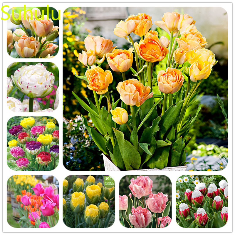 

Purify The Air Absorb Harmful Gases 1000pcs Tulip Seeds Garden Indoor Flowers Balcony & Courtyard Purifying Air Bonsai Plant