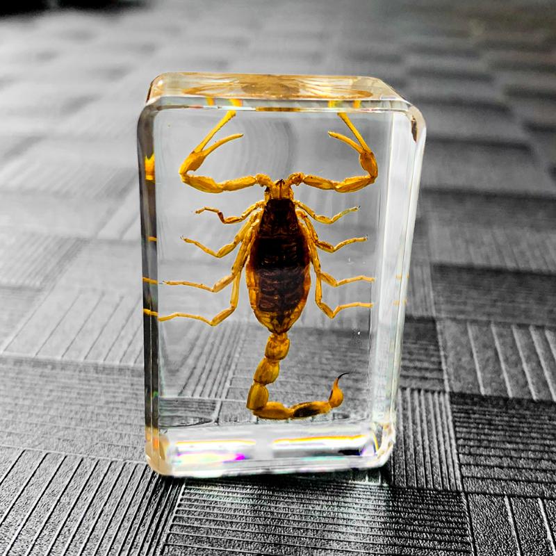 

Charms Natural Insect Study Stone Scorpions Beeswax Inclusion Genuine Scorpid Lucid Resin Pendant Defiler Special Specimen Decor Gift, Bronze;silver