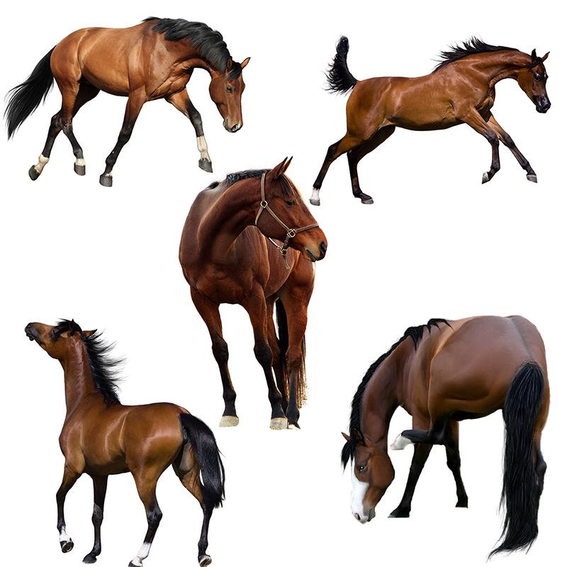 

Wall Stickers QD107 HD Brown Steed Beautiful Horses For Room Decoration Car Hood Poster Self Adhesive Removable