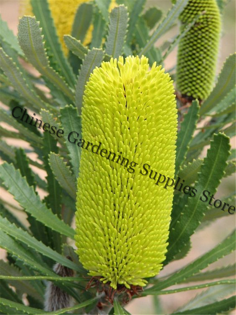 

50 Pcs seeds Banksia coccinea Bonsai, rare Flowering plants, garden pots, the full variety, the budding rate of 95% metasequoia abies Decorative Landscaping