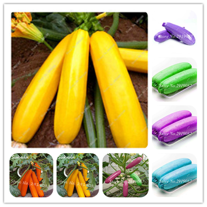 

Mix Zucchini Bonsai 30 Pcs seeds Summer Squash Healthy Organic Heirloom Vegetable Bonsai Potted Plant For Home Garden Decorative Landscaping Radiation Protection