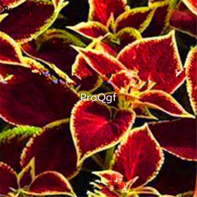 

Prodgf 9000Pcs A Set Plectranthus Scutellarioides Coleus Blumei Party Favor