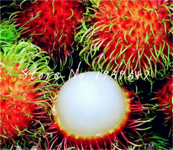 

50 pcs Rambutan plant Red Malaysia Miracle Bonsai Giant Plant Tree New Outdoor Vegetable Fruit Jardin Pots Natural Growth Variety of Colors Aerobic Potted