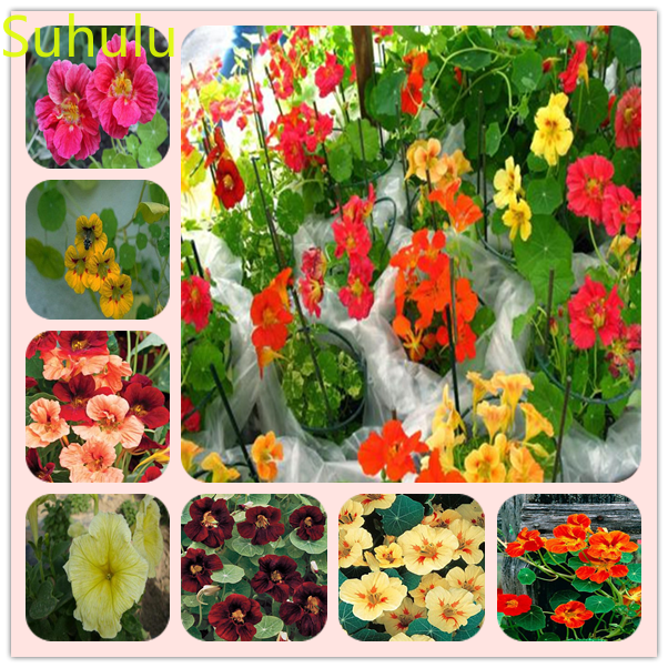 

50pcs Nasturtium Seeds Garden Flower Variety complete Flower Bonsai Plant High Quality Beautifying And Air Purification