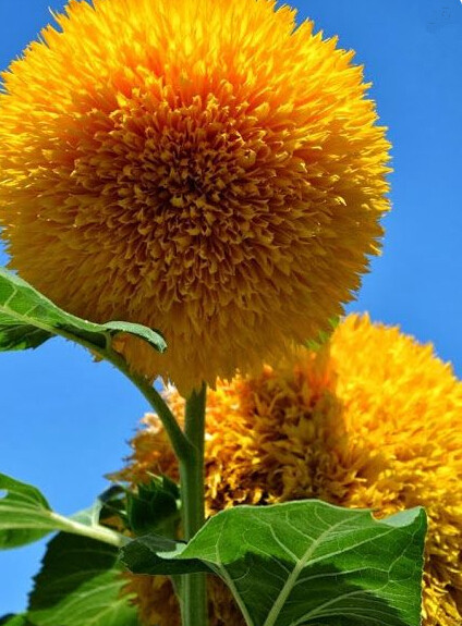 

20pcs Sunflower Flower Seeds Bonsai All for a summer residence Rare Plants for The Garden Variety of Colors Beautifying And Air Purification The Germination Rate 95%