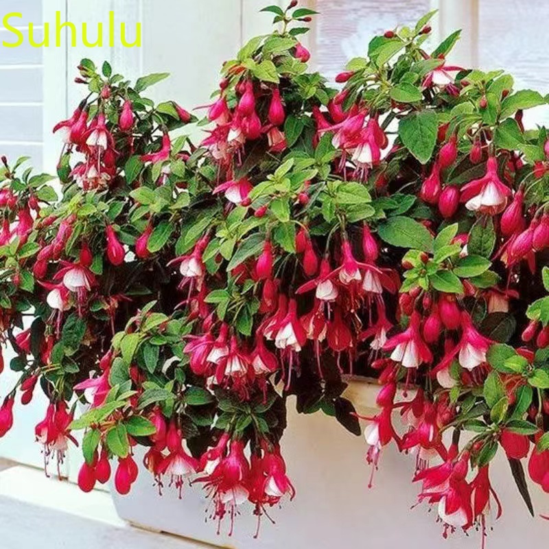 

100pcs Begonia Seeds / Pack New Arrive Flower Bonsai Plant Fragrant and Pretty for Courtyard ,Patio, Lawn & Garden