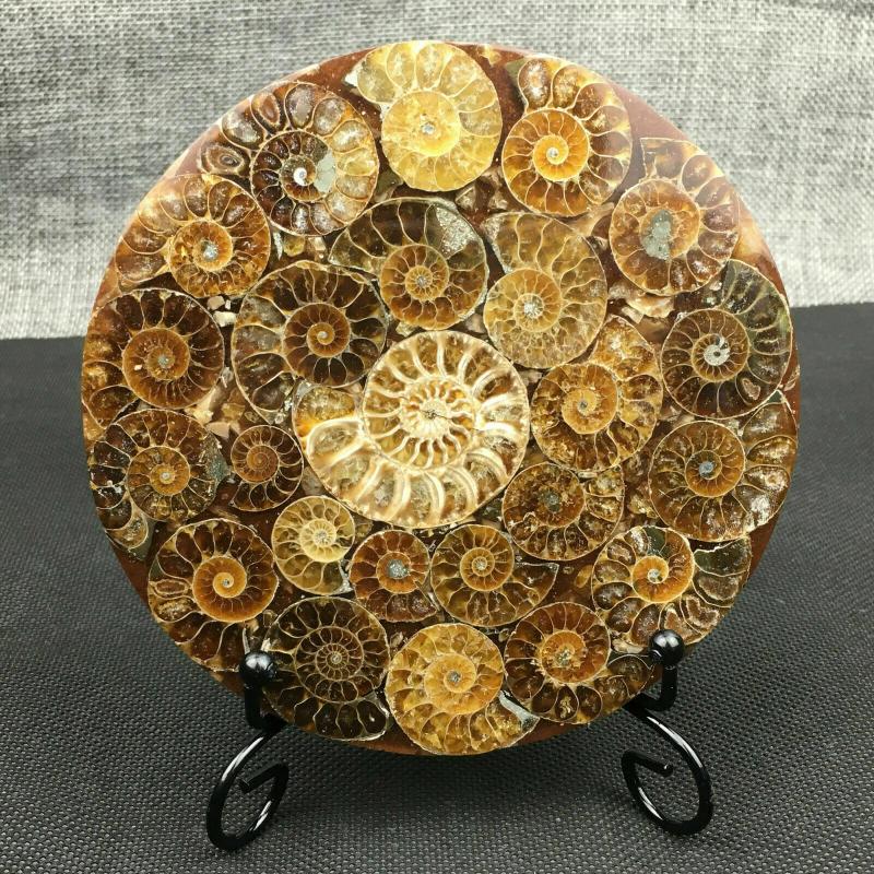 

1pcs Natural Ammonite Shell Fossil Healing Mineral Reiki Specimen Art Collection Stone Artifacts Decorative Objects & Figurines