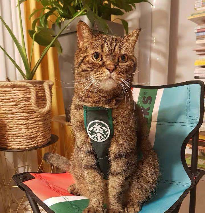 

South Ins Korea Cute Starbucks Clothes Dog Belly Pocket Apron Pet Saliva Scarf Hat Cat Neck