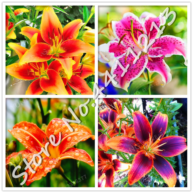 

100 pcs seeds Rare Lily Bonsai Not Lily Bulbs It Is Bonsai Lilum Flower Outdoor Perennial Pleasant Fragrance Plant For Home & Garden The Budding Rate 95% Aerobic Potted