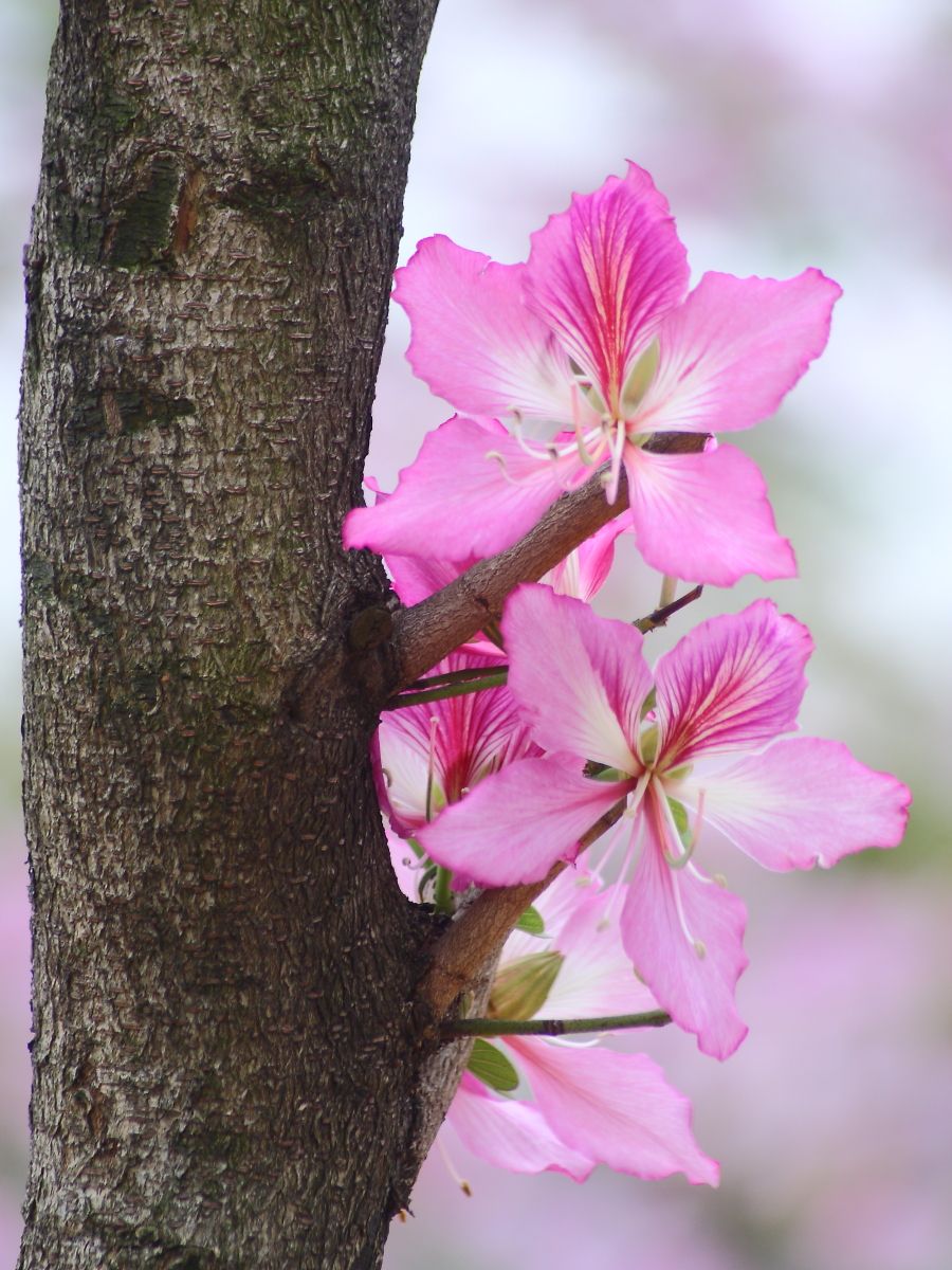 

Garden Decorations 100pcs Bauhinia Flower Seeds for Bonsai Plants Purify The Air Absorb Harmful Gases The Germination Rate 95% Organic Non-GMO Variety of Colors